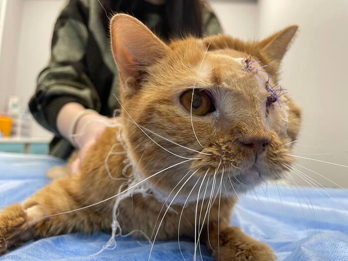 А это перед снятием швов. После нету, поскольку меня поглотила суета сует.