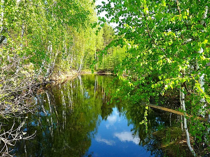 Лесное зеркало - Моё, Фотография, Прогулка, Пейзаж, Природа, Отражение, Березы