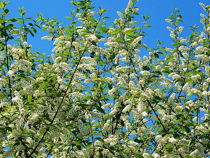 Bloom - My, The photo, Walk, Landscape, Nature, Bloom