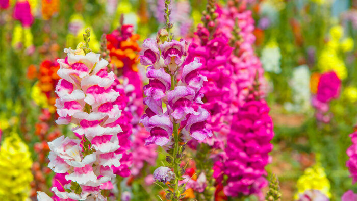 Соцветия львиного зева. Фото с сайта <!--noindex--><a href="https://pikabu.ru/story/rasteniya_na_khyellouin_lvinyiy_zev_11968225?u=http%3A%2F%2Fkp.ru&t=kp.ru&h=f3892a64b361f1b328171272dd3a65ce48c35455" title="http://kp.ru" target="_blank" rel="nofollow noopener">kp.ru</a><!--/noindex-->.