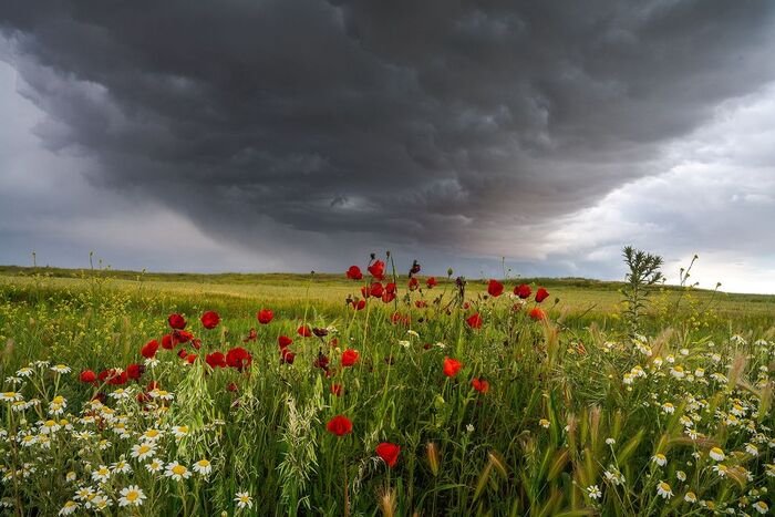 Spring thunderstorm in La Mancha - Flowers, Plants, wildlife, Spain, The clouds, Thunderstorm, The photo