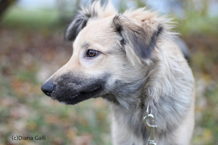 Мой Тушкан теперь такой. Ходим на щенячий курс послушания