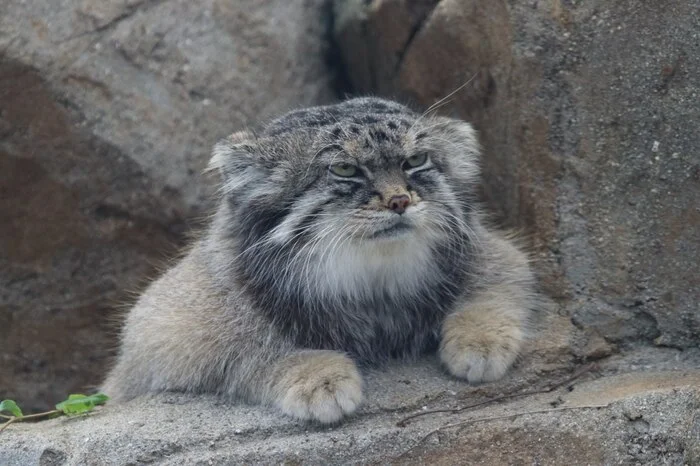 Second Monday of the week... in a row... how glad I am... - Wild animals, Zoo, Predatory animals, Cat family, Pallas' cat, Small cats