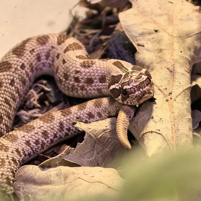 In autumn melancholy - My, Already, Reptiles at home, Terrariumistics, Mobile photography, Pig-nosed snake, Autumn, Mood