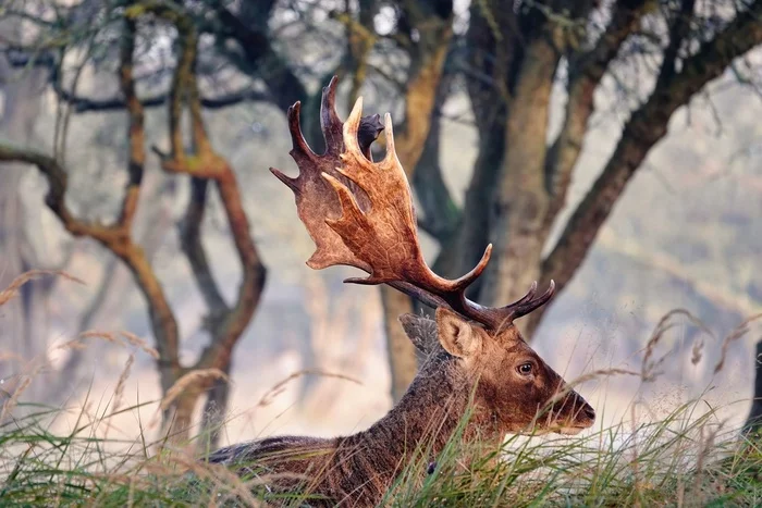 Thoughtful deer - My, The photo, Netherlands (Holland), Nature, Deer