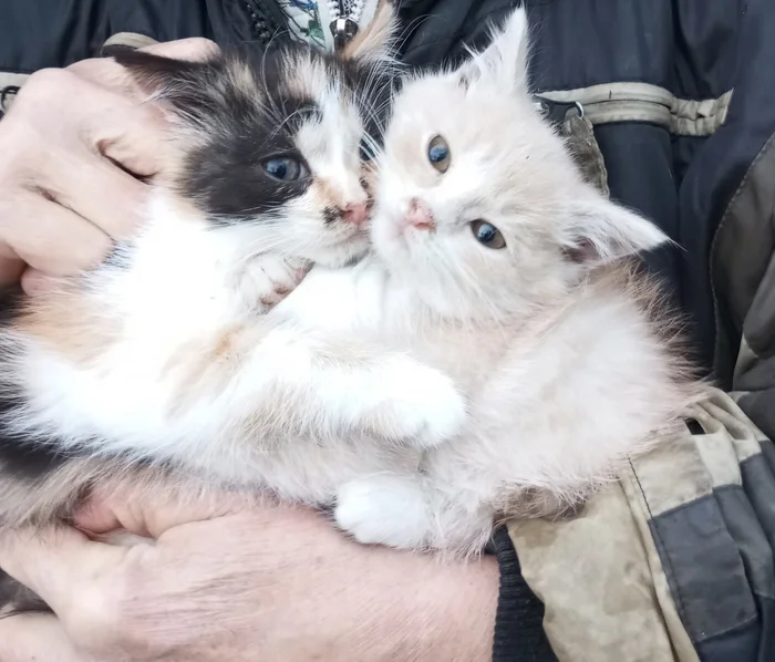 The little kittens really need a warm home. - No rating, The strength of the Peekaboo, Kittens, Homeless animals, In good hands, cat, Kaluga region, Russia, VKontakte (link), Longpost