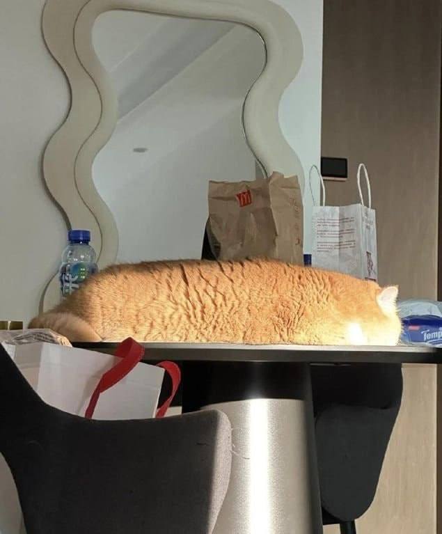 This is how perfect bread is baked - cat, Fluffy, Funny animals, Humor, Bread, Fat cats, Repeat