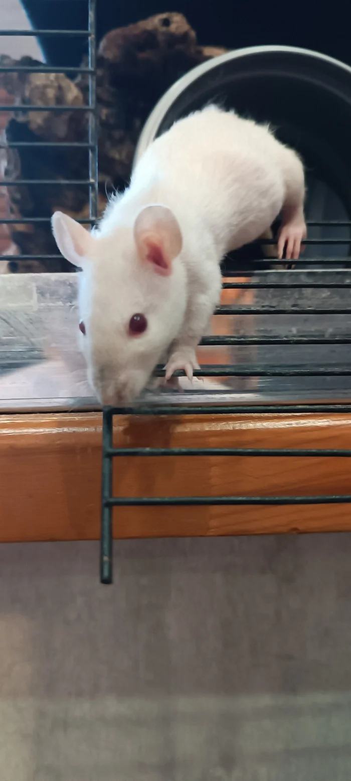 Rats-small rats or the Communist Party - My, Rat, Decorative rats, Replenishment, Small, Pets, Longpost