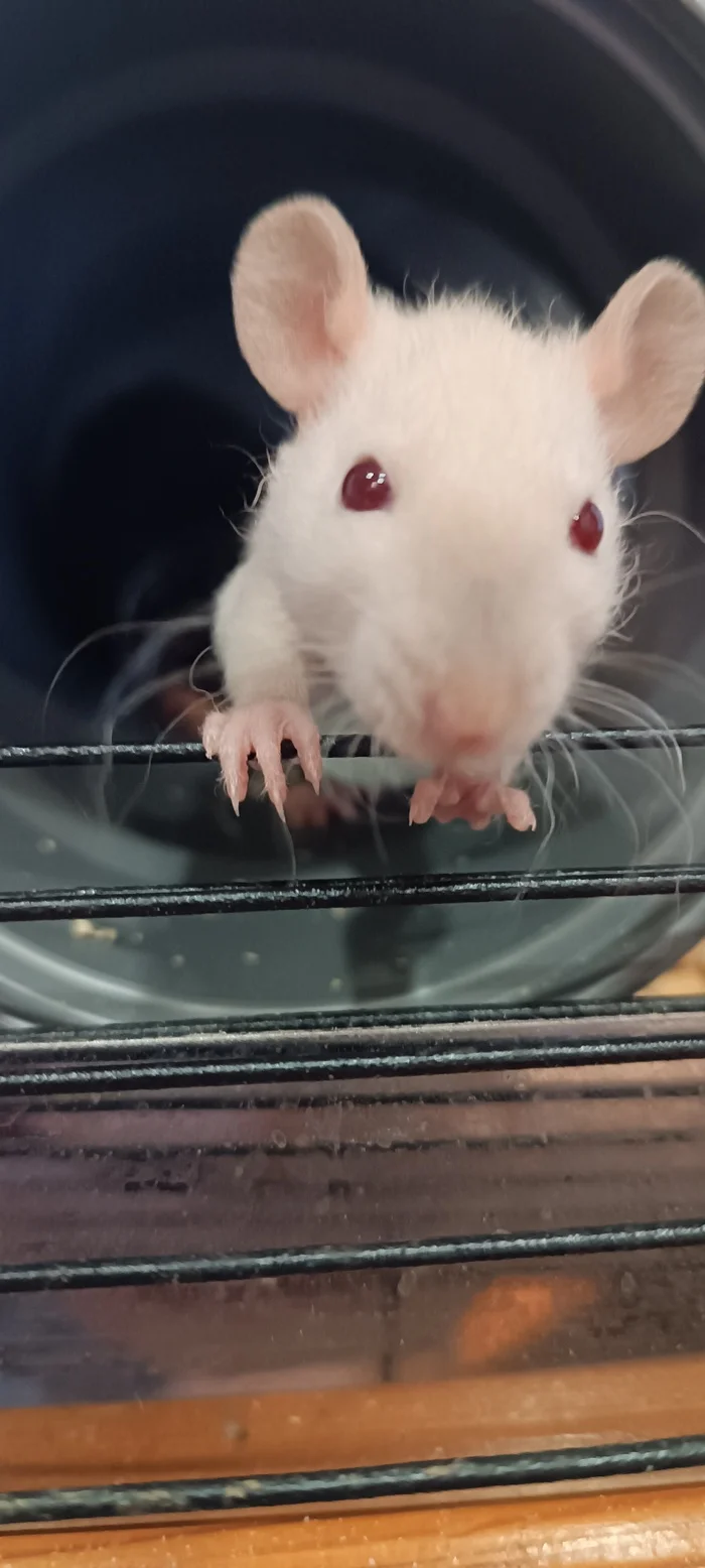 Rats-small rats or the Communist Party - My, Rat, Decorative rats, Replenishment, Small, Pets, Longpost