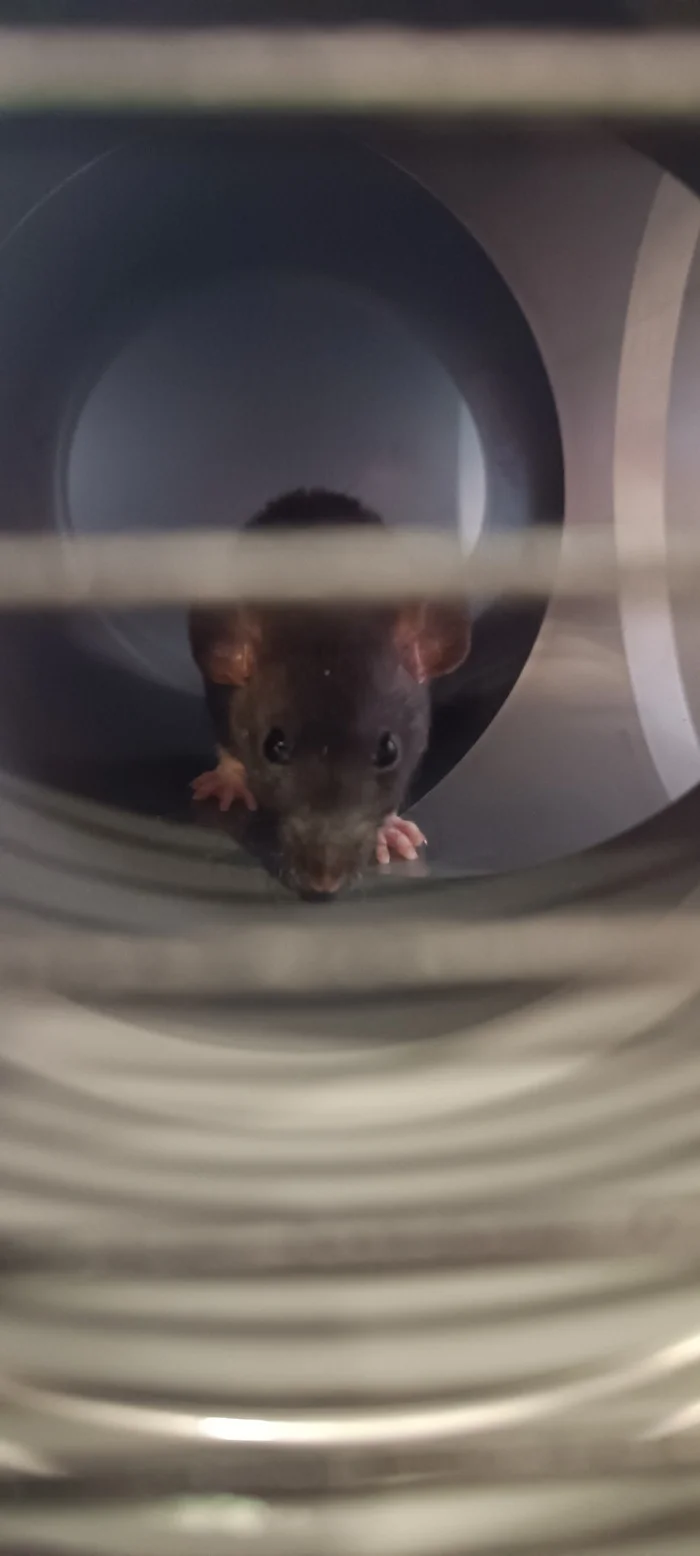 Rats-small rats or the Communist Party - My, Rat, Decorative rats, Replenishment, Small, Pets, Longpost