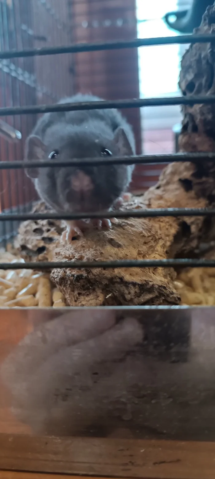 Rats-small rats or the Communist Party - My, Rat, Decorative rats, Replenishment, Small, Pets, Longpost