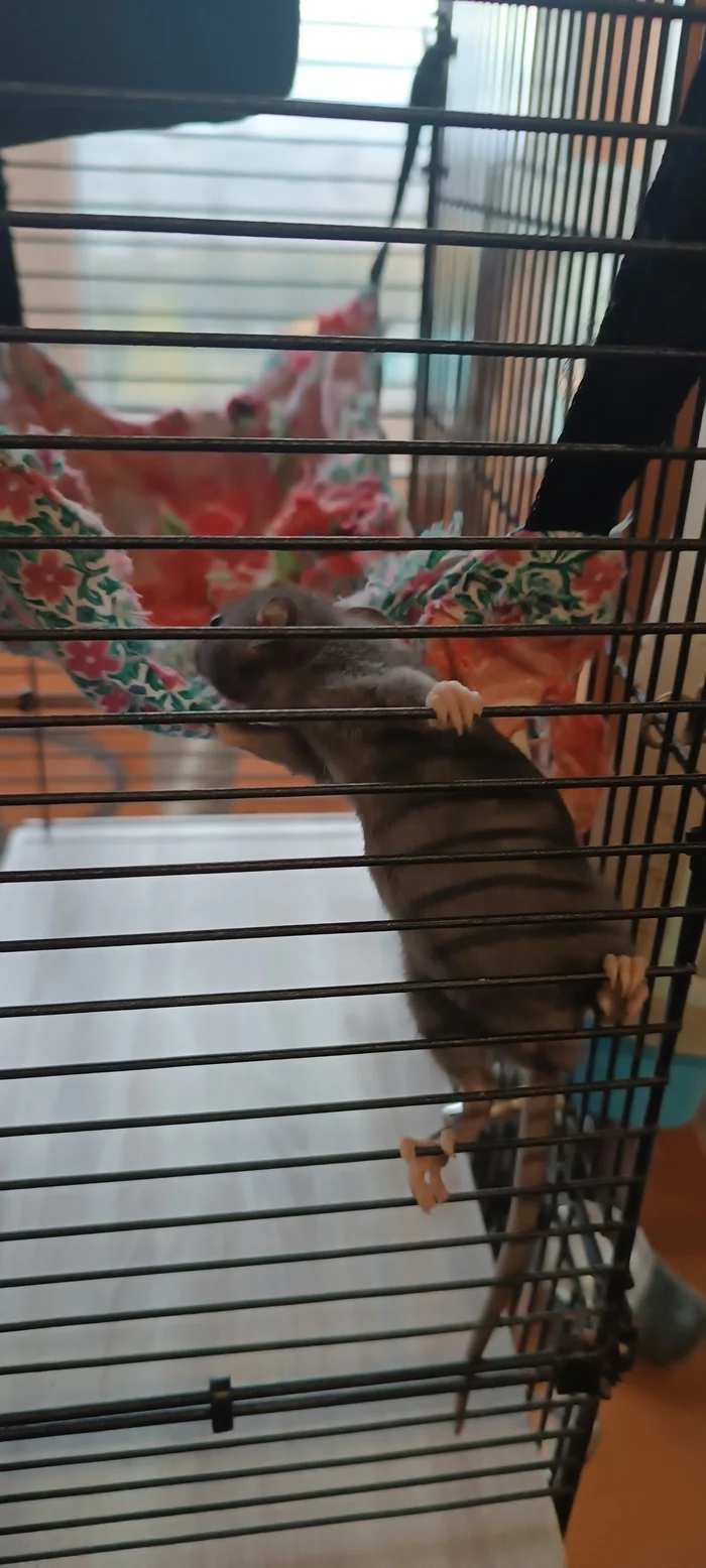 Rats-small rats or the Communist Party - My, Rat, Decorative rats, Replenishment, Small, Pets, Longpost
