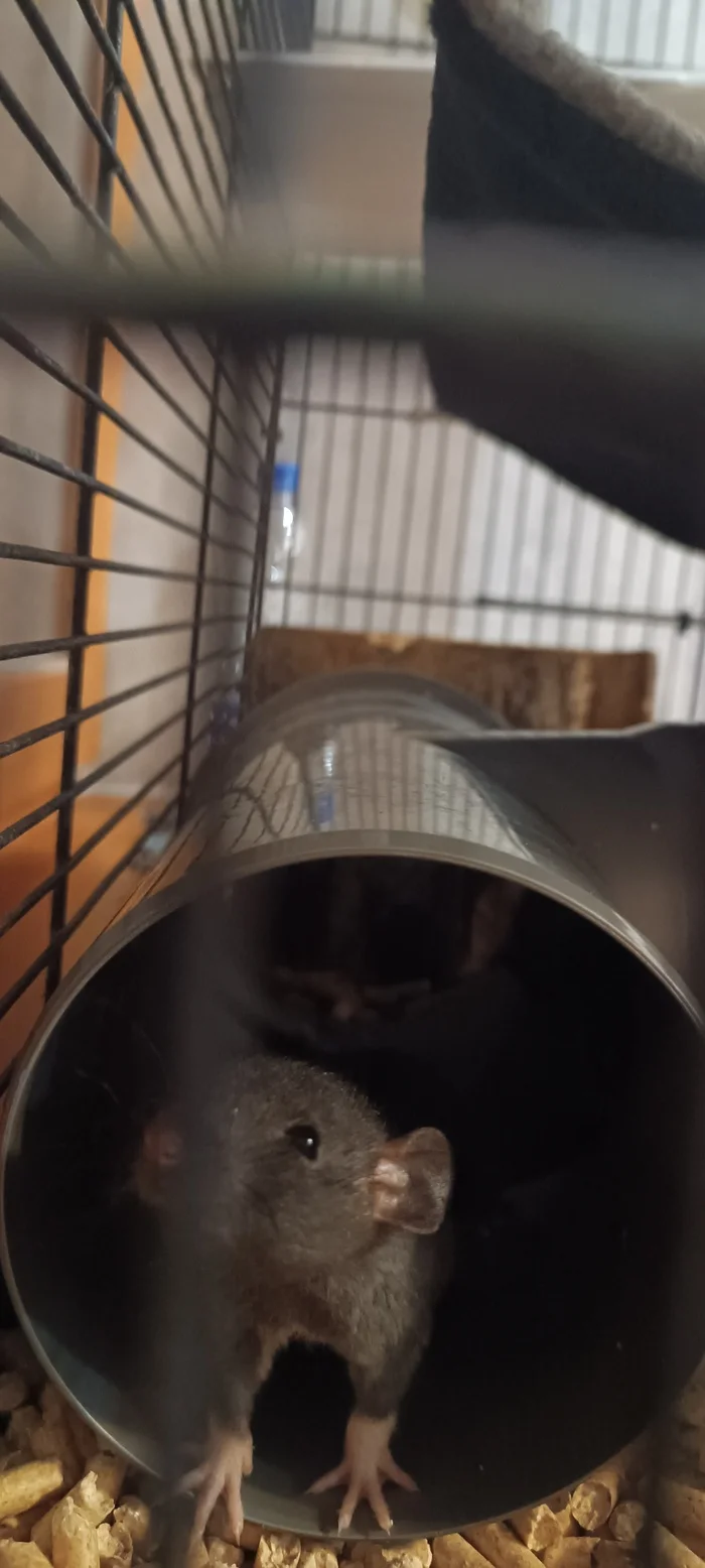 Rats-small rats or the Communist Party - My, Rat, Decorative rats, Replenishment, Small, Pets, Longpost