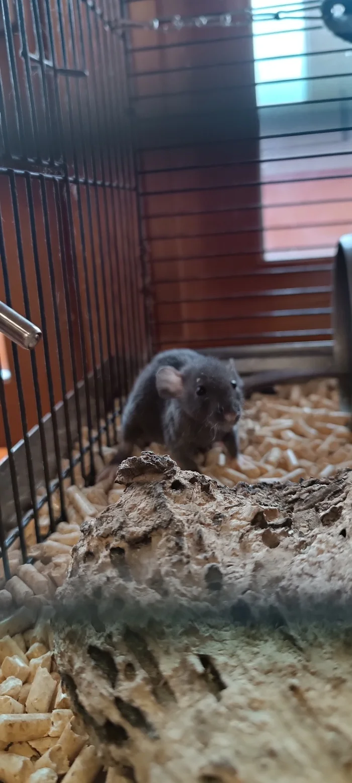 Rats-small rats or the Communist Party - My, Rat, Decorative rats, Replenishment, Small, Pets, Longpost