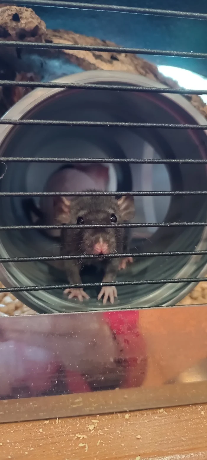 Rats-small rats or the Communist Party - My, Rat, Decorative rats, Replenishment, Small, Pets, Longpost