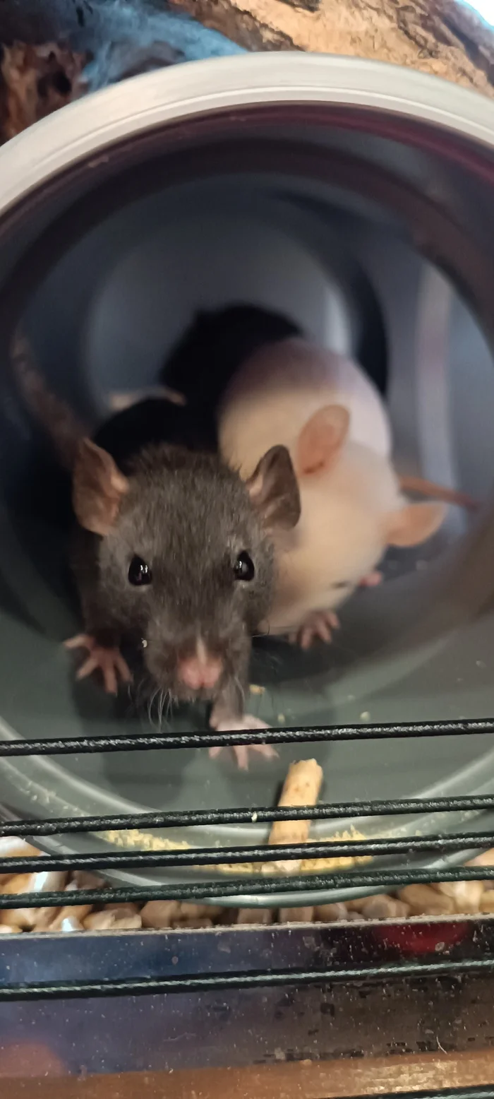 Rats-small rats or the Communist Party - My, Rat, Decorative rats, Replenishment, Small, Pets, Longpost