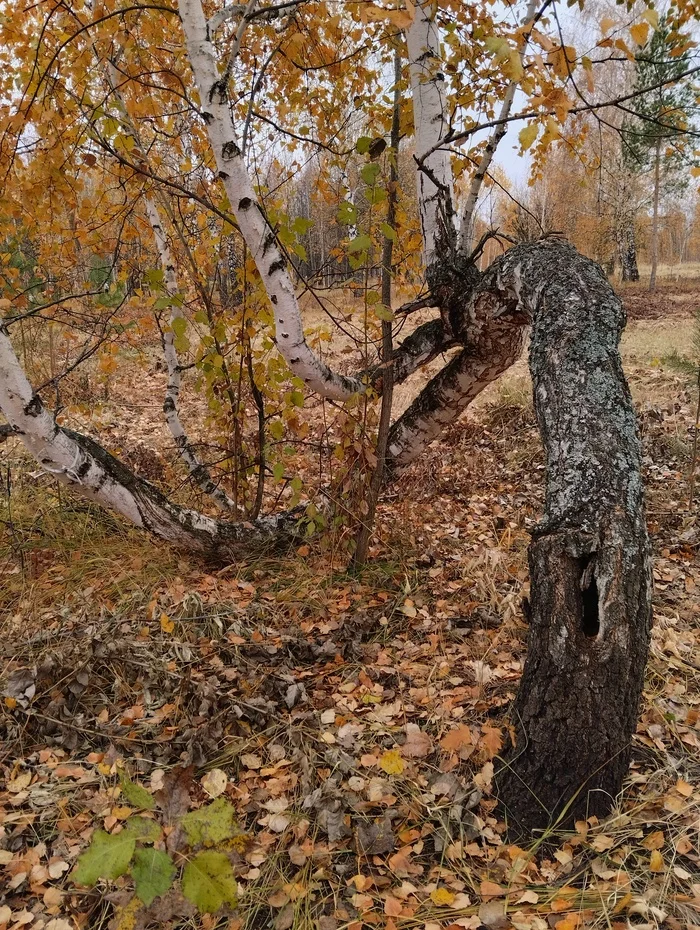 Autumn and the wonders of nature - My, Tree, Birch, Autumn, Longpost, Mobile photography