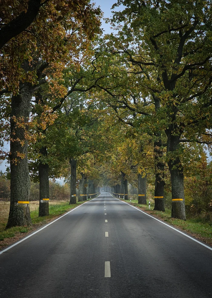 Roads-alleys of the Kaliningrad region - My, Kaliningrad, Kaliningrad region, Road, Mobile photography, sights, Cities of Russia, Street photography, Longpost