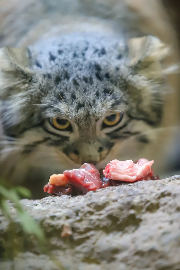 The agony of choice... - Wild animals, Zoo, Predatory animals, Cat family, Pallas' cat, Small cats, Meat