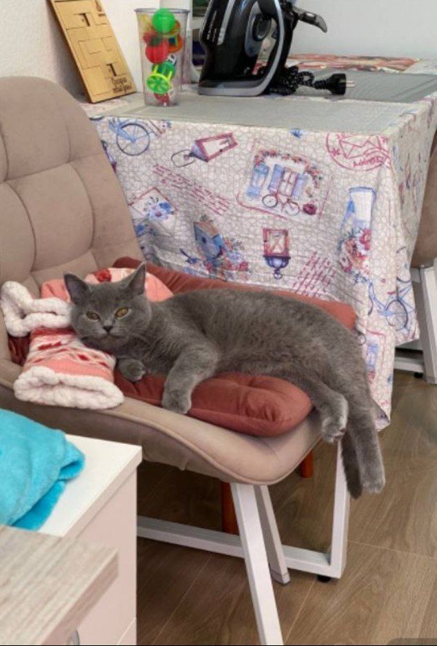 Greetings from home from Pryanik (Synochki) from hellish breeding from the Pikabushnik family - My, Tosno, Animal Rescue, Vertical video, cat, Found a home, Video, Longpost