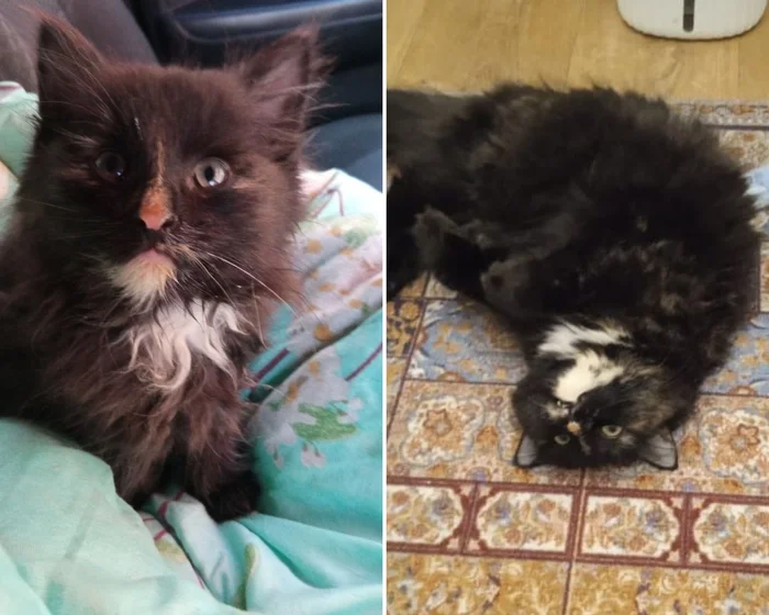 Before and after from Pistachio, whom I rescued from a forest with a high temperature. And then I found her a home in Moscow - My, Helping animals, cat, Animal Rescue, Found a home, It Was-It Was, Pick-up headphones, Longpost