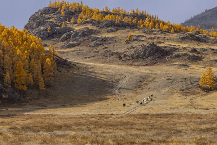 Тёплая осень Алтая - Лошади, Водопой, Осень, Республика Алтай, Табун, Пейзаж, Фотография, Алтайские горы, Красивый вид