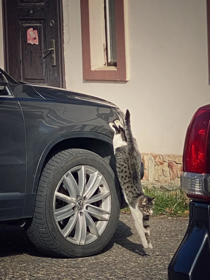 Do this exercise every morning and your back won't hurt. - My, cat, Pet the cat, Cat lovers, Auto, Street photography