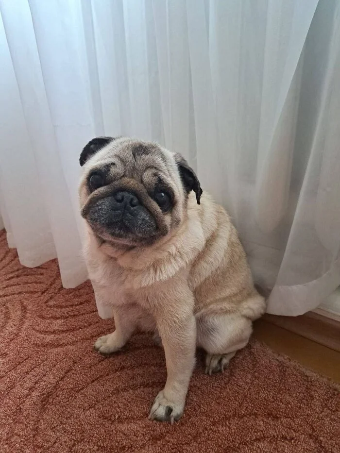 Pug Arnie is looking for a home! Krasnodar Region - Pug, In good hands, Dog, Краснодарский Край, Krasnodar, No rating, Longpost