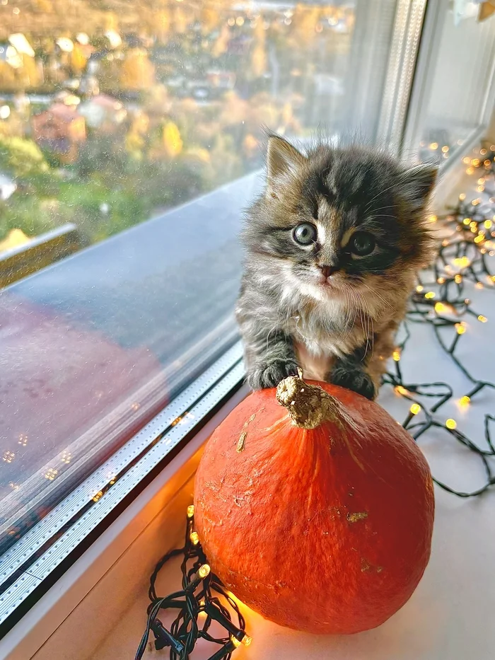 The guns from the street have grown up - cat, Kittens, Moscow region, Moscow, Kindness, Help, Volunteering, Cat family, Cat lovers, Homeless animals, Pets, Longpost