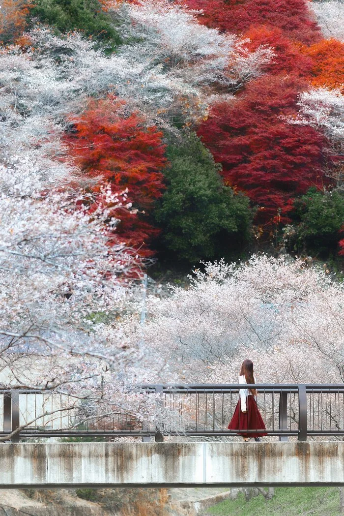 Natural palette - The photo, Japan