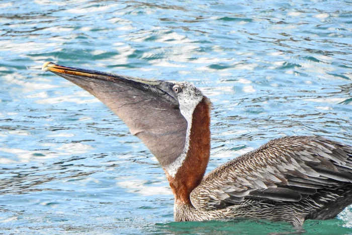 Birds - My, The photo, Travels, Tourism, Birds, Pelican, Galapagos Islands, Ecuador, Around the world