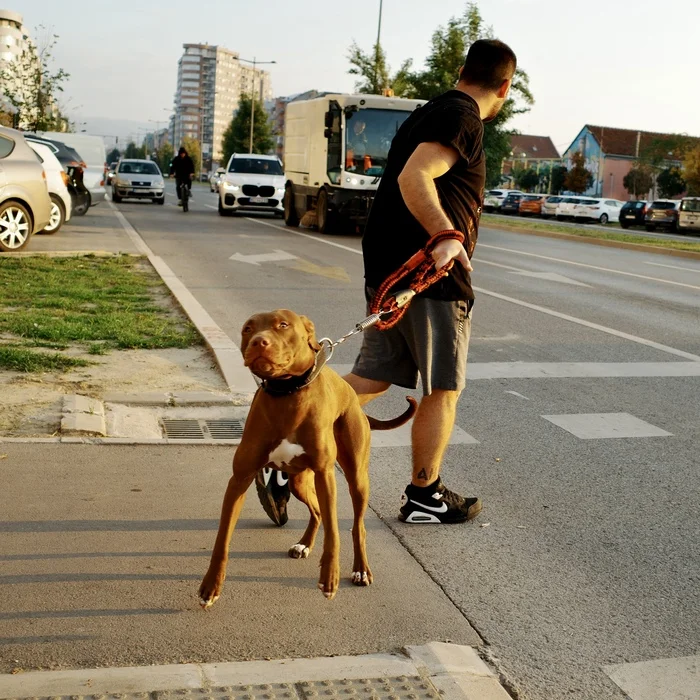 Dogs on the street 49 - My, Dog, Pets, Street photography