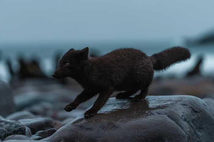 The arctic fox has an arctic fox in his eyes! - Travels, Travel across Russia, The nature of Russia, Nature, Дальний Восток, Animals, Wild animals, Island, Arctic fox, Rare view, Telegram (link), Canines, Young