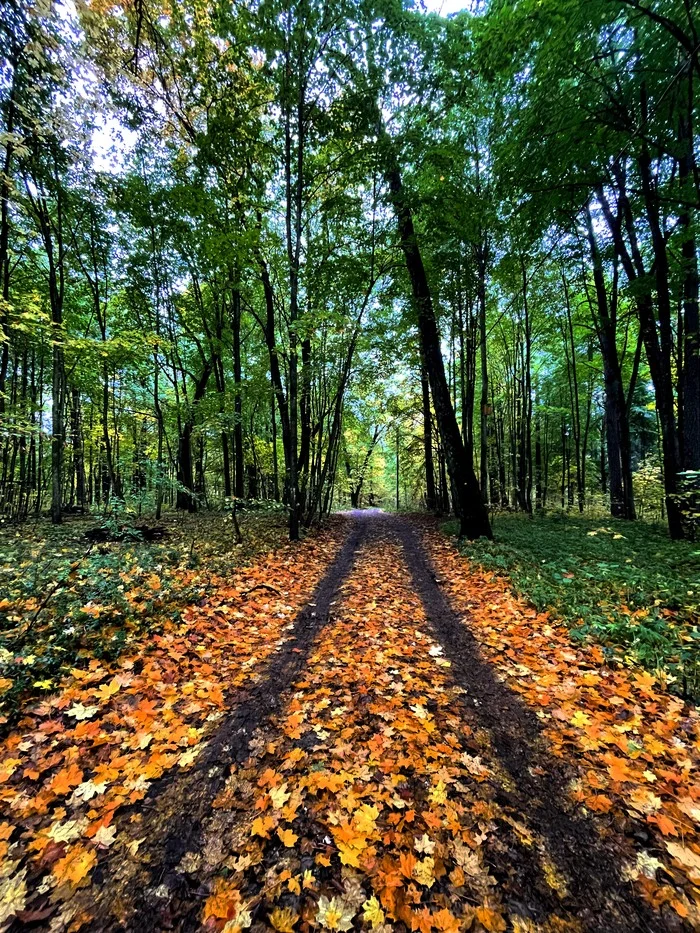 Дорога в осень - Моё, Осень, Осенние листья, Фотография