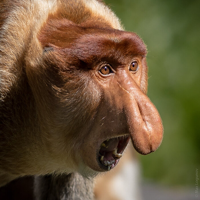 Вожак стаи носачей