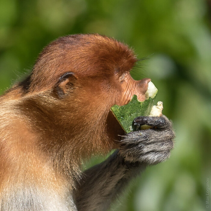 Обезьяна за трапезой