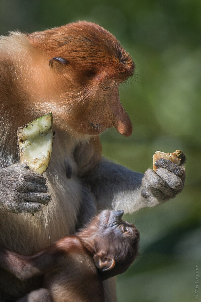 Самка носача с детёнышем