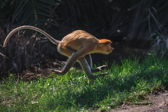 Самка носача