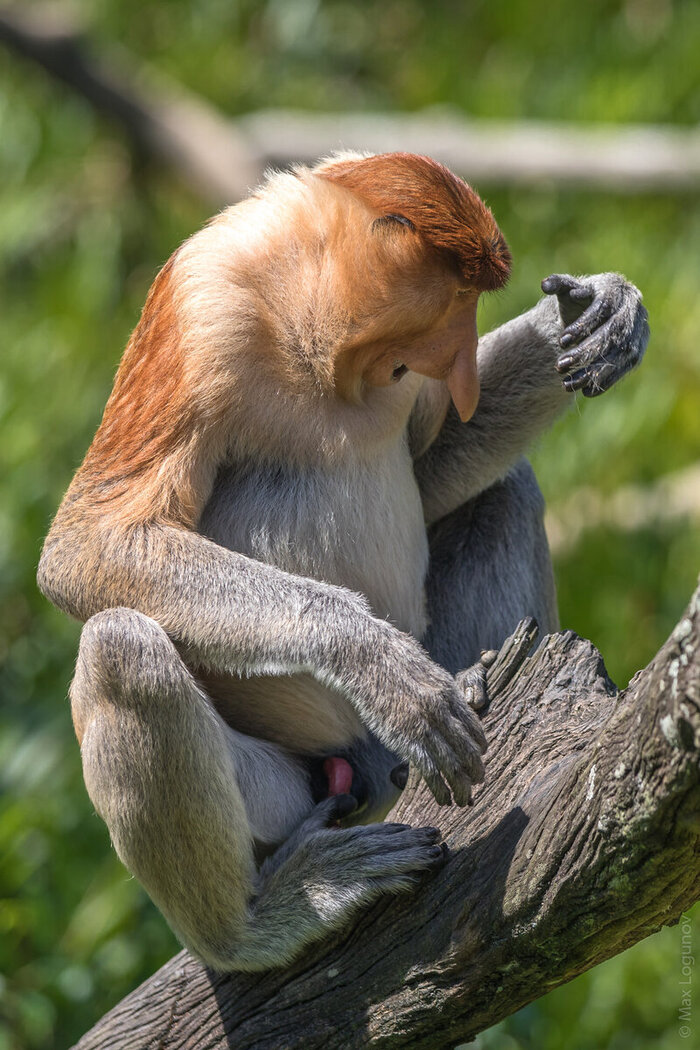 Самец носача