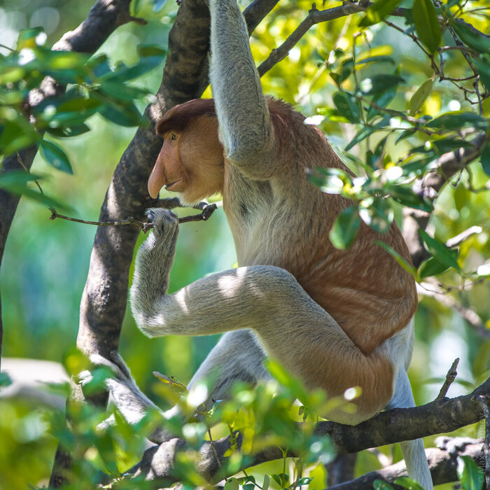 Самец носача на дереве