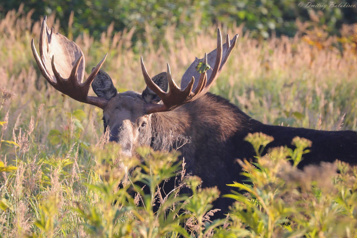 Сохатый в полном расцвете сил позировал сотруднику Кроноцкого заповедника