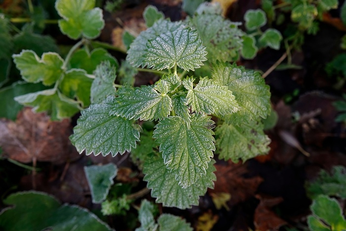 ������ ����