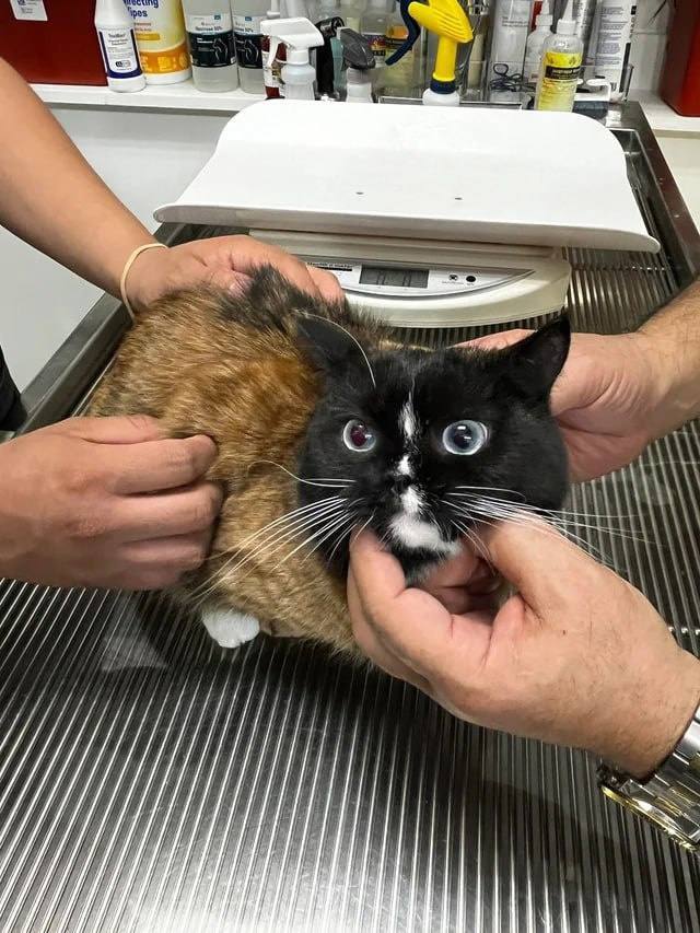 This is Bruce the cat with a rare mutation that makes him look like he was generated by a neural network or stitched together from different cats. - cat, Fluffy, Humor, Funny animals, Color, Unusual coloring, Fat cats, Pet the cat, Longpost