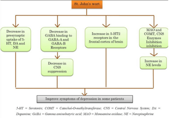 Зверобой - ноотроп или антидепрессант? - Здоровье, Мозг, Исследования, Лекарства, Зверобой, Депрессия, Серотонин, Антидепрессант, Фармацевтика, Telegram (ссылка), Длиннопост