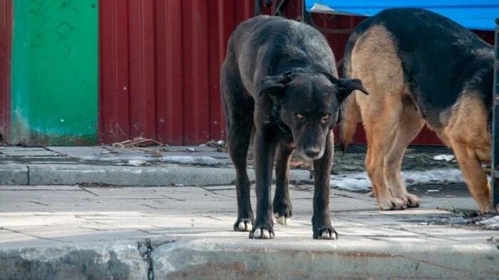 Kemerovo Region Passes Law on Killing Stray Animals - Stray dogs, news, Kemerovo region - Kuzbass, Law, Dog, Homeless animals