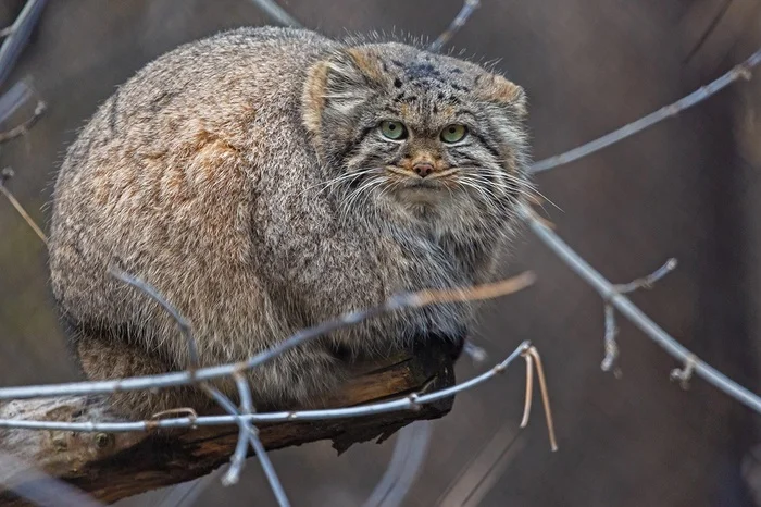 Adele turned into a ball - Wild animals, Predatory animals, Cat family, Pallas' cat, Small cats, Zoo, Novosibirsk Zoo, The photo, VKontakte (link)