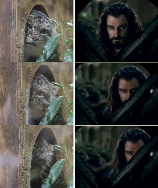 An old meme in a new way - Wild animals, Zoo, Predatory animals, Cat family, Pallas' cat, Small cats, Thorin Oakenshield, Memes