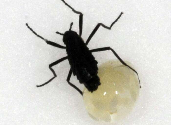  . Belgica antarctica