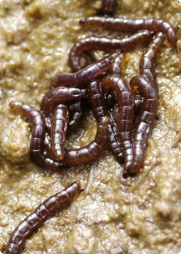  . Belgica antarctica