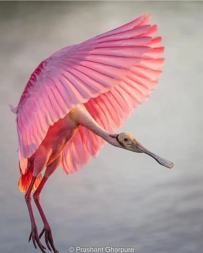 Beautiful bird - Birds, The photo, Pink spoonbill, Spoonbill